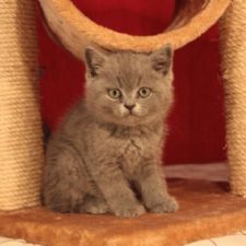 Britsh Shorthair
