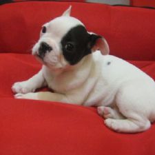 FRANCHE BULLDOG