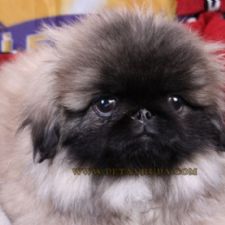 PEK�NEZ