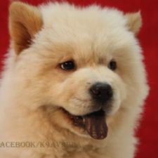 CHOW CHOW