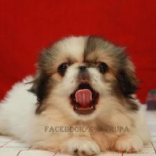 Pekines